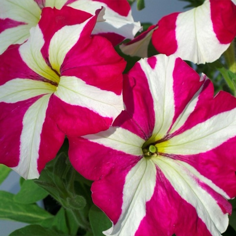 Tango Rose Star